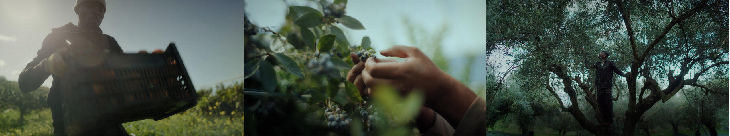 Pickers Foto Ernte_2